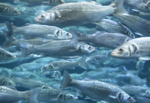 NanoSA:Using Nanostructures for Sustainable Aquaculture