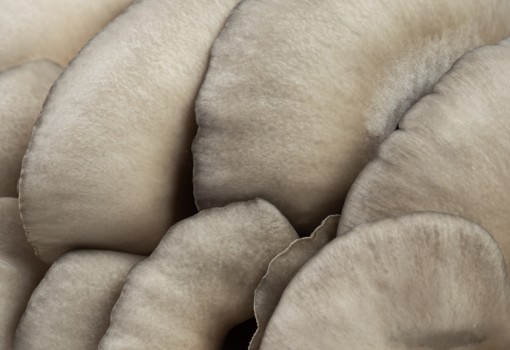 FungiTech: Development of Sustainable Alternative Protein Sources