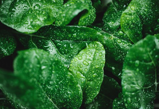 LEAFLOCK: Sustainable Biostimulant Adhesives for Enhanced Fungicide Delivery