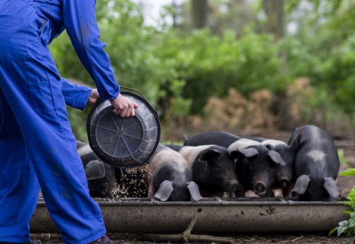 SC-Protein: Developing a Waste-to-protein System