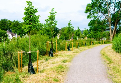 Traceless: Biodegradable Tree-supporting Products