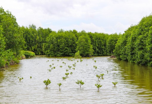 AIMVIE: AI Solutions for Mangrove Blue Carbon in Vietnam