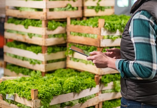 Eye-Q: Reducing Premature Spoilage of Fruit and Vegetables