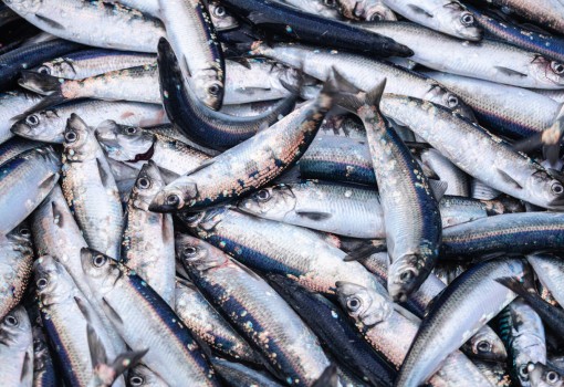 Biostreambio: Addressing Waste in the Fishing Industry