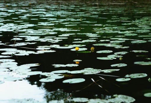 Floating Treatment Wetland