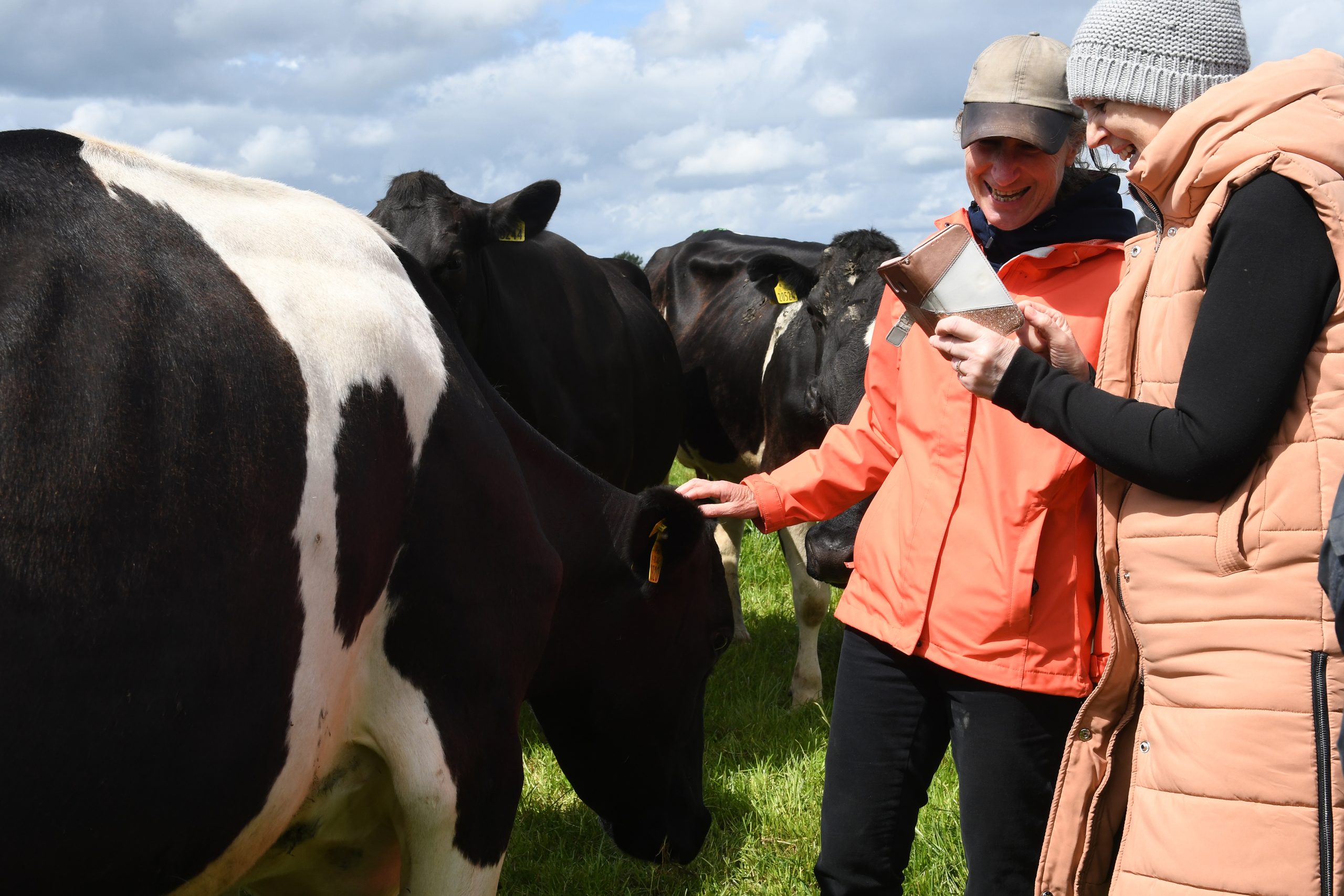 Two women stand in a grassy field interacting with a group of dairy cows. One person is gently touching a cow’s head while the other is showing something on her phone. Several cows stand close by under a partly cloudy sky.