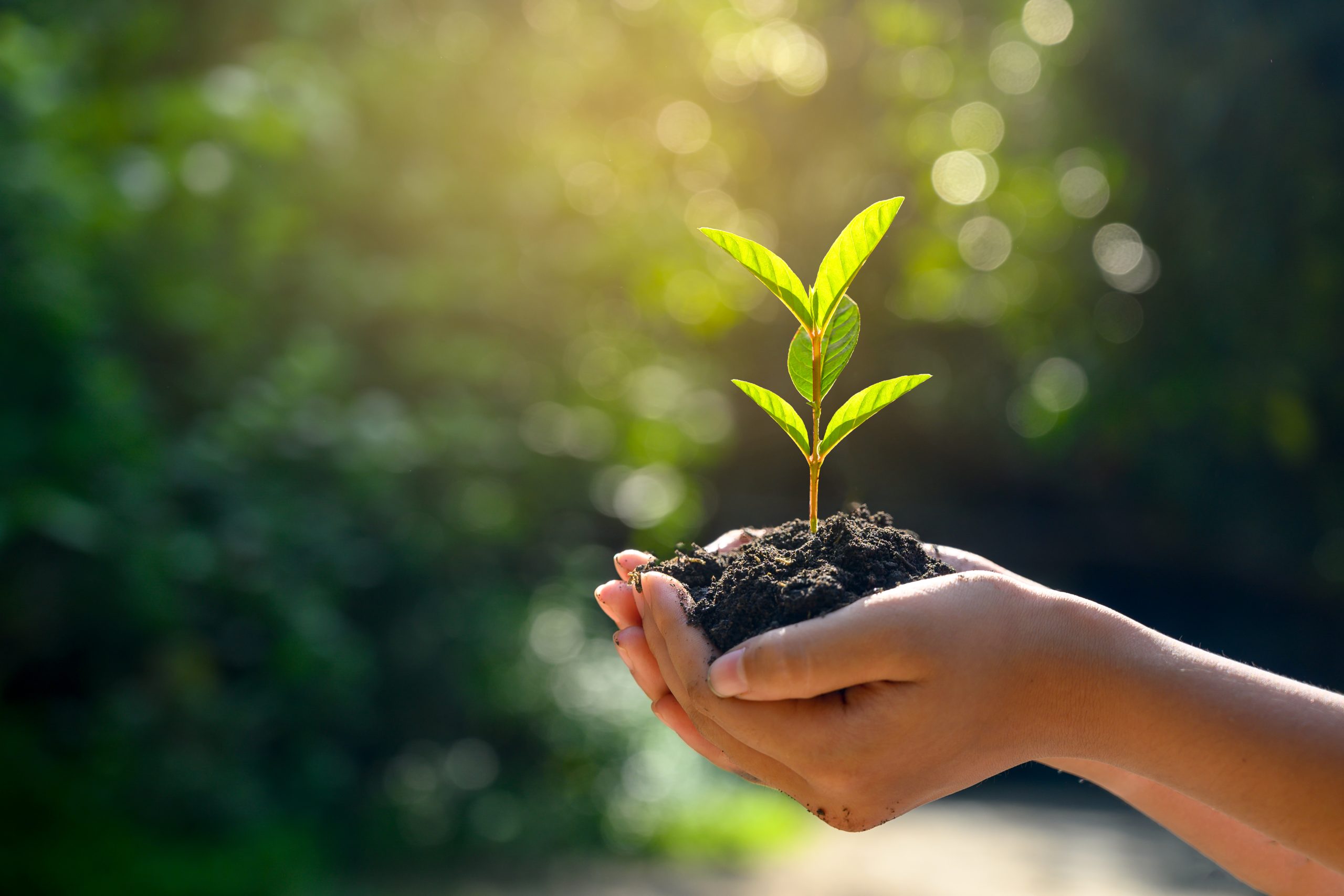 |This image shows people sitting at a table together in an office environment|Hands holding soil and a small plant.