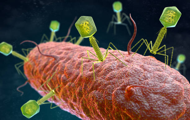 3D scientific illustration showing bacteriophages with green heads and long tails infecting a pink rod‑shaped bacterium.